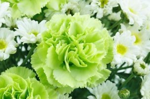 緑のカーネーションの花言葉は 大切な人に贈りたい特別な色 20代の処世術