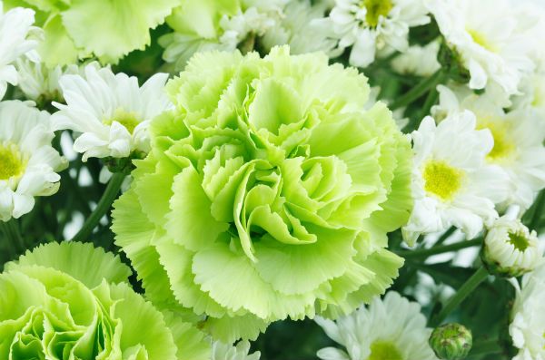 緑のカーネーションの花言葉は 大切な人に贈りたい特別な色 代の処世術