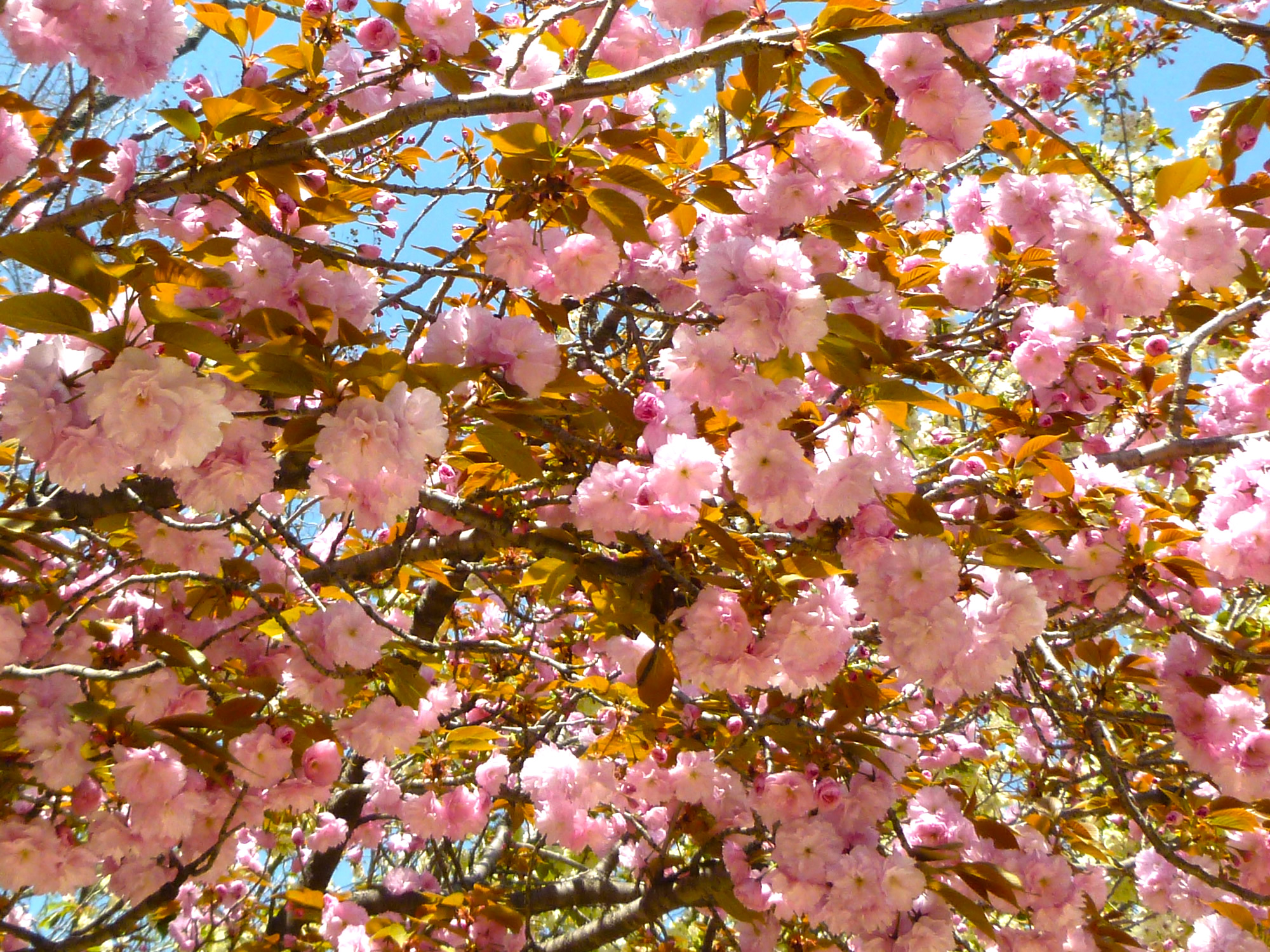 八重桜は6種類ある 八重桜の花言葉は何 代の処世術