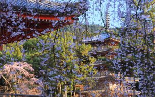 醍醐寺の桜2018年の混雑や見頃を徹底予想！ アクセス方法も！