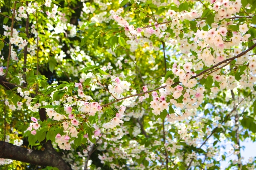 葉桜の意味は？ 時期や花言葉も解説！ 葉桜の季節に君を想うということについても言及！