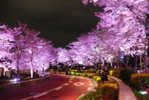 芝公園の桜のライトアップ情報は?おすすめのお花見スポットも紹介！