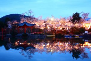 上野公園桜2018の見頃は？見どころ・宴会の場所取り・穴場まで！