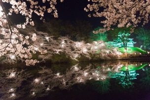 舞鶴公園の桜2018の見頃は？福岡城さくらまつりのライトアップも！