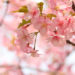 桜の開花から満開まで何日？桜の三分咲き、五分咲き、八分咲きとは？