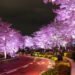 芝公園の桜のライトアップ情報は?おすすめのお花見スポットも紹介！